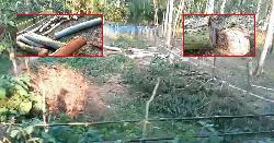 রৌমারীতে জোরপূর্বক প্রতিপক্ষের গাছ কর্তনের অভিযোগ