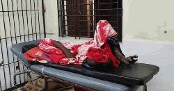 ভাতিজিকে ধর্ষণ করতে গিয়ে পুরুষাঙ্গ হারালেন চাচা!