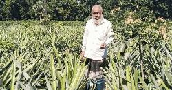 ভালুকাবাসীর মুখে মুখে সুরুজ মেম্বারের আনারস বাগান 