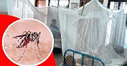 ২৪ ঘণ্টায় ডেঙ্গুতে আরও ৮ জনের মৃত্যু