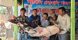 পদ্মায় জেলের জালে ধরা পড়ল ৫২ কেজির বাঘাইড়