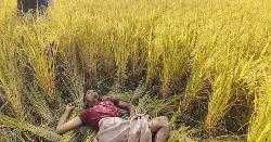 তালতলীতে ধান ক্ষেতে মিললো যুবকের লাশ