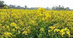 প্রকৃতির হলুদ সরিষা ফুল নাগরপুরের অলংকার