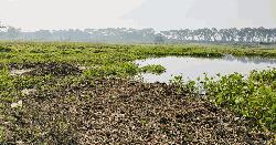 তিতাসে জলাবদ্ধতায় ৩০০ একর জমিতে বোরোধান আবাদ করতে পারছে না কৃষক