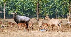শ্রীপুরে সাফারি পার্কে নীলগাই পরিবারে নতুন অতিথি