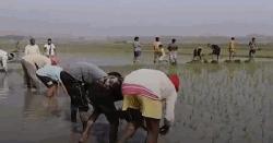 সুনামগঞ্জের হাওরে চলছে বোরোধান রোপণের ধুম