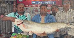 পদ্মায় বড়শিতে ধরা পড়লো ১৬ কেজির বোয়াল