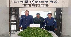 পেঁয়াজ ও রসুনের ক্ষেতে গাঁজা চাষ, পুলিশের জালে ধরা
