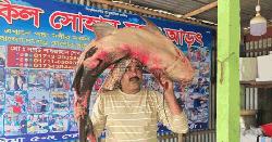 পদ্মার এক বাঘাইড় মাছের দাম ৭৫ হাজার ৬০০ টাকা
