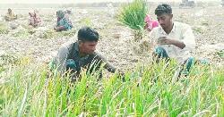 বাজার ধরতে অপরিপক্ব রসুন তুলছেন রাজবাড়ীর কৃষকরা