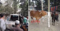 গাড়ি নিয়ে ভুল রাস্তায় ঢুকে আটকে গেল গরু চোরের দল, অতঃপর...