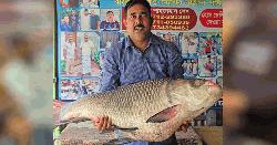 পদ্মায় ধরা ২৮ কেজির কাতল
