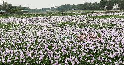 লালন আখড়াবাড়ির ঘাটে মুগ্ধতা ছড়াচ্ছে কচুরিপানার ফুল