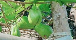 আমেরিকান 'সায়োট' চাষে সফল টাঙ্গাইলের হাফিজুর 