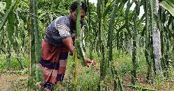শত্রুতায় রাতে দুই কৃষকের ড্রাগণ-পেয়ারা বাগান কেটে সাবাড়