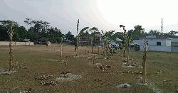 কালকিনিতে বিদ্যালয়ের মাঠ দখল করে কলাগাছ রোপন