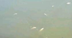 পদ্মা নদীতে বিষ দিয়ে অবাধে মাছ শিকার