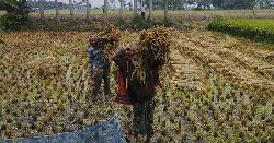 বৈশাখি ঝড়-বৃষ্টির আশঙ্কা, ধান কাটায় ব্যস্ত যশোরের কৃষকেরা