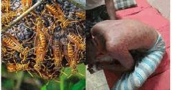 চাঁদপুরে ভিমরুলের কামড়ে নিহত ১, হাসপাতালে ভর্তি ৩