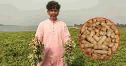 বাদাম চাষ ঘিরে স্বপ্ন বুনছেন কৃষকরা