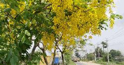 সোনালুর সোনালী আভায় মনোমুগ্ধকর ঢাকা-চট্টগ্রাম মহাসড়ক