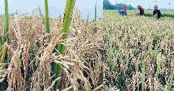 বাম্পার ফলনের আশায় কৃষক, ৮০ শতাংশ ধান নষ্ট নিয়ে দুশ্চিন্তা