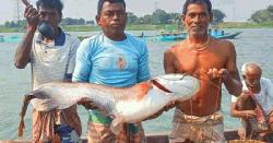 তিতাসে জেলের জালে ধরা পড়ল ২৫ কেজির বোয়াল