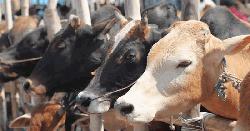 বনশ্রীর মেরাদিয়ায় কোরবানির পশুর হাট বসানো যাবে না : হাইকোর্ট