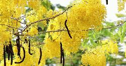 প্রকৃতির গহনা সোনালু
