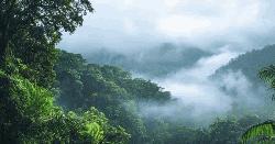 গাছ কতটা কার্বন নিচ্ছে, জানা যাবে স্যাটেলাইটে