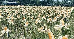 টাঙ্গাইলে ভুট্টার বাম্পার ফলন খুশি চাষিরা