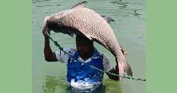 নিলামে কাতল মাছ, মূল্য উঠল ৫০ হাজার টাকা