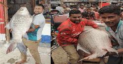 নিলামে উঠলো পদ্মার ২টি কাতল, মূল্য ৮৭ হাজার টাকা