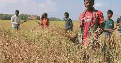 ইটভাটার বিষাক্ত ধোঁয়ায় পুড়ে গেছে ১৫ একর জমির ধান