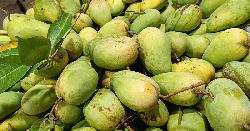 কেমিক্যালমুক্ত আম চেনার উপায়