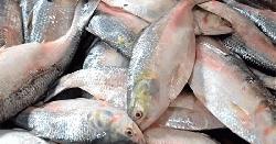 বরিশালে কমতে শুরু করেছে ইলিশের দাম
