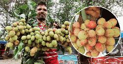 আগেভাগেই বাজার ভরে গেছে অপরিপক্ক লিচুতে