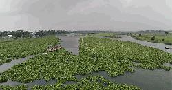 মেঘনায় ঝোপের রাজত্বে হারিয়ে যাচ্ছে দেশীয় মাছ
