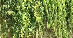 সরকারি জমি থেকে অর্ধশত গাঁজার গাছ উদ্ধার