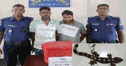 যশোরের শার্শায় বিলুপ্ত তক্ষক সাপসহ দু'পাচারকারী আটক