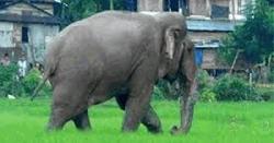 শেরপুরে বন্যহাতির পায়ে পিষ্ট হয়ে দিনমজুরের মৃত্যু
