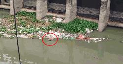 রামপুরা ব্রিজের নিচে ভেসে উঠলো লাশ