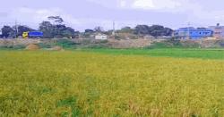 এক চারাতে দুইবার ধান