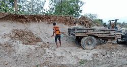 ডোমারে বন বিভাগের গাছ কেটে জমি দখলের উৎসব