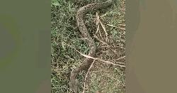 ধান ক্ষেতে রাসেলস ভাইপার, পদ্মার চরে আতঙ্ক