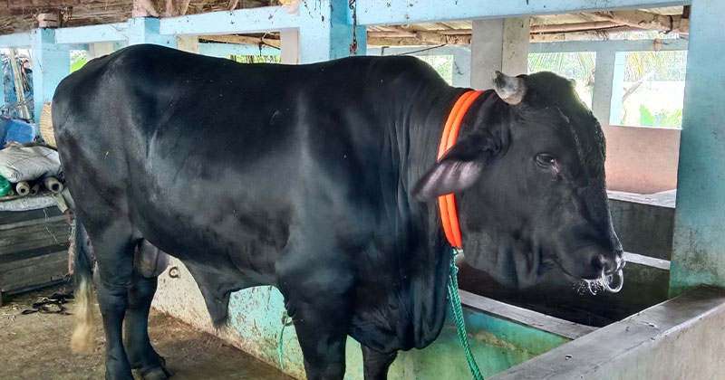 যশোরের আলোচিত ষাঁড় ‘বাংলার বস-৫