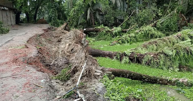 টানা ঝড়বৃষ্টির কারণে বিভিন্ন স্থানে গাছপালা, বৈদ্যুতিক খুঁটি উপড়ে পড়ে জনদুর্ভোগ চরমে
