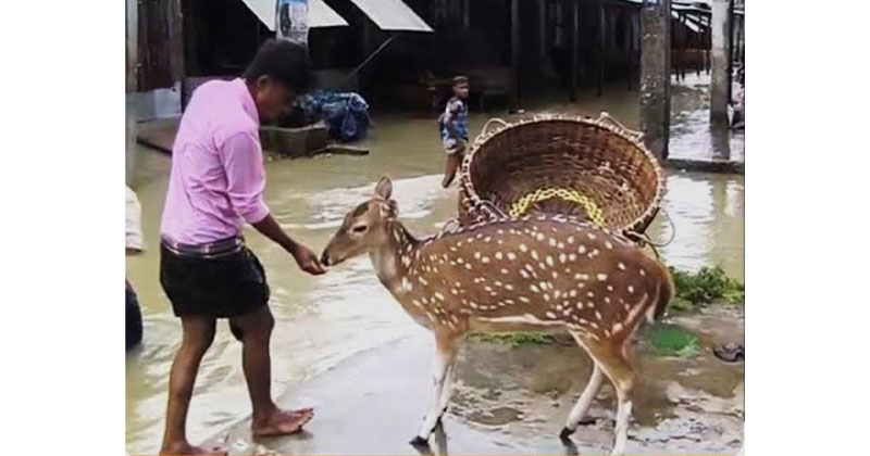 লোকালয়ে চলে এসেছে অসংখ্য চিত্রা হরিণ