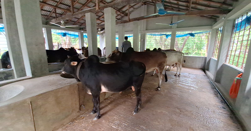 সাতক্ষীরায় এবার চাহিদার চেয়ে পশুর সংখ্যা বেশি