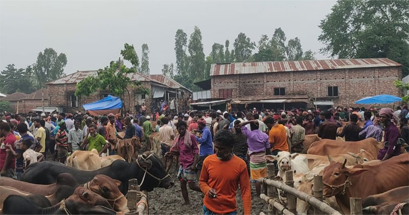 ঈদুল আযহা সামনে রেখে কুড়িগ্রামে জমে উঠেছে গরুর হাট